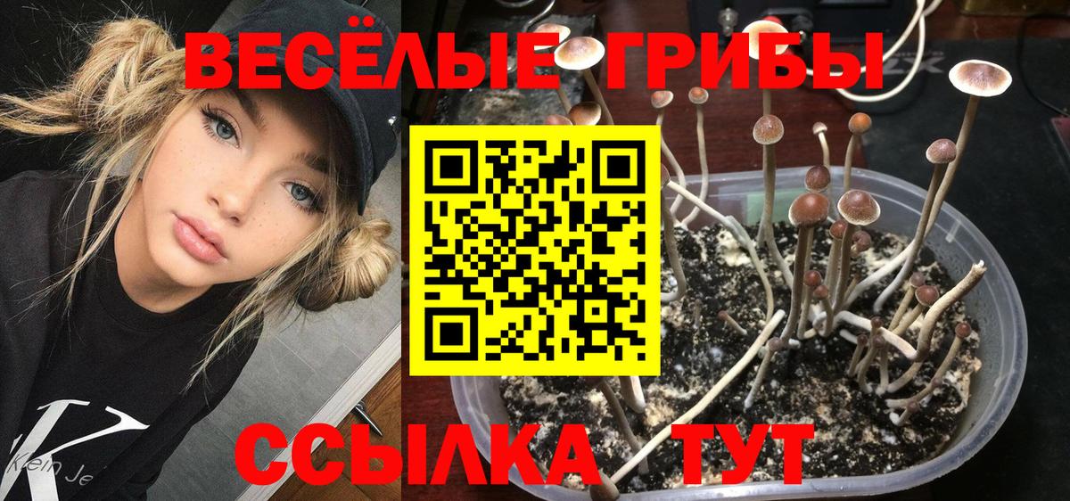 Псилоцибиновые грибы Psilocybe Острогожск